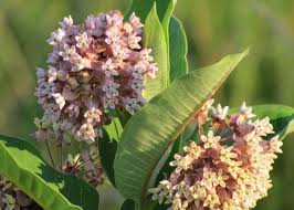 The quality that most makes milkweed stand out, though, is its importance in the life cycle of monarch butterflies. Common Milkweed Milkweed Uses And Natural Remedies The Old Farmer S Almanac