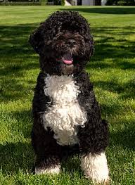 First dogs champ and major say hello to kelly. Bo Dog Wikipedia