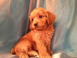 Maybe you would like to learn more about one of these? Cockapoo Puppies For Sale Cockapoo Breeder In Iowa