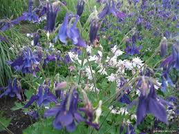 Image result for Aquilegia vulgaris Tower Mix