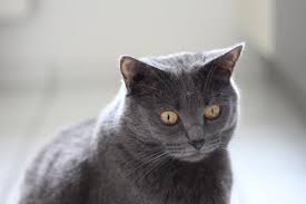 Image result for chartreux