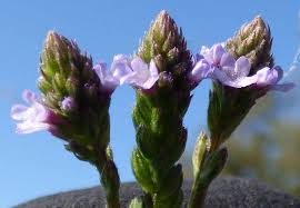 Image result for Verbena litoralis