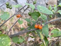 Image result for Solanum villosum