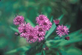 Image result for Vernonia scaettae