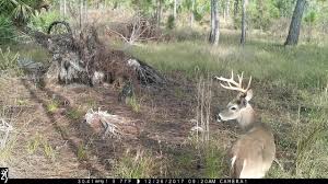 A view from the end of the cypress boardwalk in the dupuis management area. 10 Pt Two 8 Pt Bucks Together Trail Camera Dupuis Wea Pbc Fl Youtube