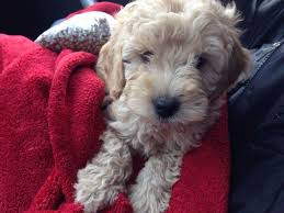 American goldendoodle is a top massachusetts goldendoodle breeder. Mini Goldendoodle Puppy F2b Non Shed 9 Wks Old For Sale In Southwick Massachusetts Classified Americanlisted Com