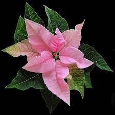 Flor De Natal Rosa Pretty Flowers Beautiful Flowers Flower Pictures