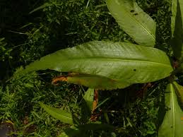 Image result for Persicaria senegalensis