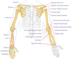 Note the organization of the bone is based on the location of blood vessels. File Human Arm Bones Diagram Svg Wikipedia