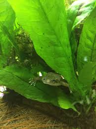 Algae removes oxygen leaving the water 'anoxic' and the tadpoles suffocate. Why Do My Dwarf Frogs Keep Dying Help Please My Aquarium Club