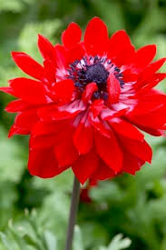 A fost raspunsul de ajutor? Anemone Coronaria Grup St Brigid The Governor