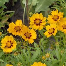 Image result for Schoenoxiphium