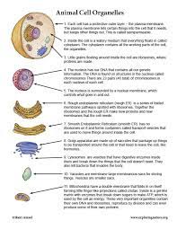 The plant cell is surrounded by a cell wall which is involved in providing shape to the plant cell. Cell Organelles