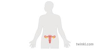 Dates back to at least 2010.6. Female Reproductive System Diagram Science Human Body Secondary