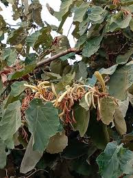 Image result for Pterospermum acerifolium