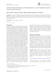 Image result for Ctenium longiglume