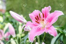 Check spelling or type a new query. Pink Lily Flower Beautiful Lily Flower And Green Leaf Background Stock Photo Picture And Royalty Free Image Image 94522317