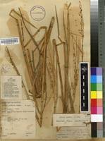 Image result for Oryza barthii