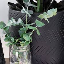Eucalyptus Plant Care How To Care For Potted Eucalyptus In 2020 Plants Plant Care Dried Eucalyptus