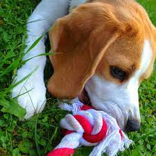 Beagle Puppy Playing Beagle Puppy Beagle Puppy Play