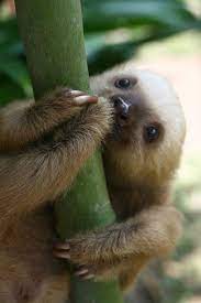 15 Adorable Sloths Here To Remind You To Slow Down And Enjoy Life Cute Baby Sloths Cute Animal Photos Cute Baby Animals