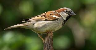 vogels in de tuin herkennen 27 tuinvogels info buitenlevengevoel nl vogels tuin natuur