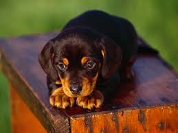 Black And Brown Mini Dachshund Black And Tan Coonhound Puppy Riley Looked Identical To This Coonhound Puppy Dachshund Puppies Puppy Pictures