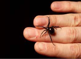 Male black widows are much smaller than females, with elongated purple, gray, or black bodies, white abdominal stripes, and red, yellow, or orange spots. Black Widows Bad Rap 4 Myths About The Spider Live Science
