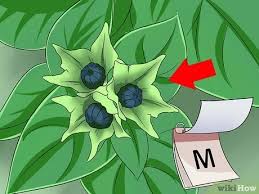 Four o clock flowers growing. How To Grow Four O Clock Flowers With Pictures Wikihow