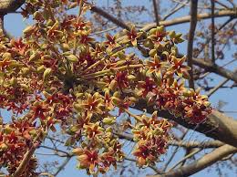 Image result for Sterculia appendiculata