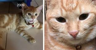 Sebab itulah agama islam menitikberatkan mengenai menutup aurat. Hukum Muatnaik Gambar Dahulu Tidak Menutup Aurat Untuk 10yearschallenge Kashoorga