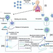 Ciononostante, confrontando i dati degli studi. Pdf Evolution Of Severe Acute Respiratory Syndrome Coronavirus 2 Sars Cov 2 As Coronavirus Disease 2019 Covid 19 Pandemic A Global Health Emergency