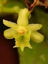 Image result for Tridactyle