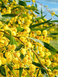 Image result for Acacia hockii