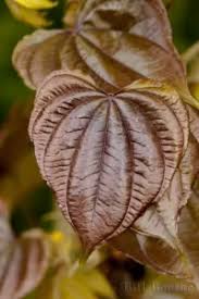 Image result for Dioscoreaceae