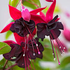 Ama tam fuşya olmadıysa biraz beyaz ekleyebiliriz. Fusya Rengi Ne Renk Fusya Rengi Nasil Elde Edilir