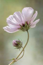 Cosmos Cosmos Flowers Flowers Photography Flower Painting