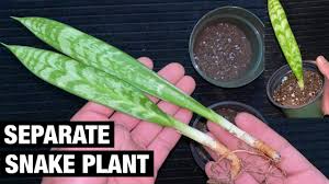 They grow more quickly in brighter light, but strong direct sunlight burns leaves, especially when plants are outdoors. How To A Separate Snake Plant Grow House Plant Youtube