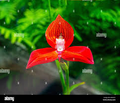 Image result for Disa robusta