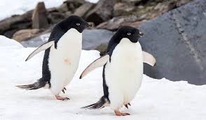 Types Of Penguins The Definitive List