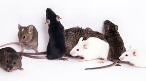 It S Heartbreaking Labs Are Euthanizing Thousands Of Mice In Response To Coronavirus Pandemic Science Aaas