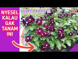 From ecs7.tokopedia.net address, phone number, taman bunga nusantara reviews taman bunga nasional is one of the most beautiful garden in indonesia and it must include into your. Menanam Bunga Vinca Jjb Jams N Jellies Blackberry Dari Biji Grow Vinca Periwinkle From Seed Youtube