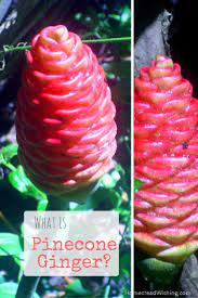 Pinecone Ginger Uses Shampoo Ginger Pine Cone Ginger Ginger Uses Ginger Plant Flower Ginger Plant