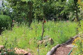 Wildes Gartengluck Magerwiese Wildblumenwiese Wildblumenwiese Wildblumen Wiese Blumen Wiese