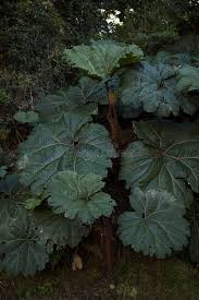 Image result for Myrothamnaceae