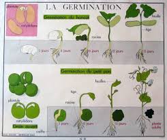 Manuels Anciens Affiche La Germination La Germination Lecon De Choses Jacques Et Le Haricot Magique