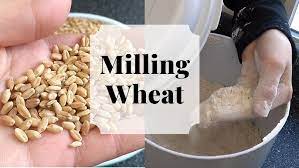 Maybe you would like to learn more about one of these? How To Grind Wheat Into Flour At Home Ultimate Food Storage For Flour Youtube