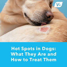 Image result for hotspot dogs