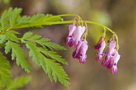 This can be done in the spring just as they begin to grow again or in the early fall when the foliage is cut back. What Is A Fringed Bleeding Heart Tips For Growing Fringed Bleeding Heart Plants