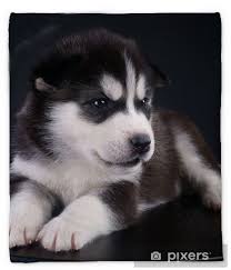 Pets cute animals pitbull terrier siberian husky malamute puppies cute puppies dog breeds puppies cute dog pictures. Cute Siberian Husky Puppy Plush Blanket Pixers We Live To Change